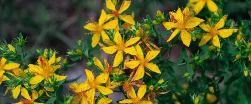 Jakie suplementy na stres naprawdę działają? Skuteczne składniki i efekty Jakie suplementy na stres naprawdę działają? Skuteczne składniki i efekty